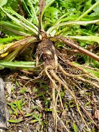 Attēlu rezultāti vaicājumam “Hypochaeris radicata fruit”