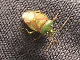 Attēlu rezultāti vaicājumam “Elasmostethus interstinctus nymph”