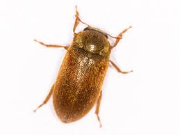 Attēlu rezultāti vaicājumam “Byturus ochraceus”