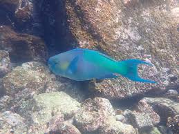 Image result for Scarus rubroviolaceus