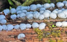 Attēlu rezultāti vaicājumam “Licea chelonoides spores”