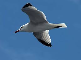 Image result for Larus audouinii