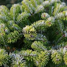 Attēlu rezultāti vaicājumam “Abies veitchii”