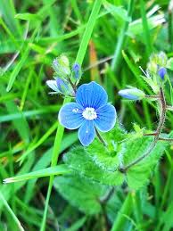 Attēlu rezultāti vaicājumam “Veronica chamaedrys flower”
