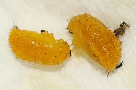 Attēlu rezultāti vaicājumam “Altica sp.”