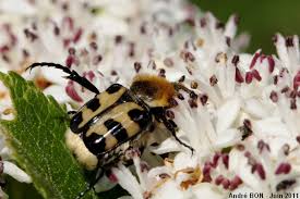 Attēlu rezultāti vaicājumam “Trichius fasciatus”
