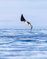 Image result for Mobula hypostoma