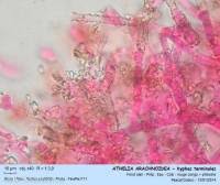 Attēlu rezultāti vaicājumam “Athelia arachnoidea”