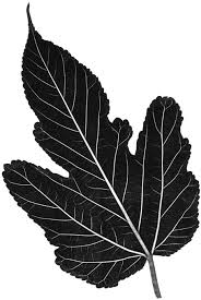 Attēlu rezultāti vaicājumam “Morus alba leaf”