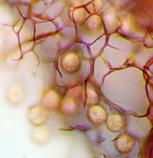 Attēlu rezultāti vaicājumam “Stemonitis marjana”