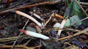 Attēlu rezultāti vaicājumam “Mutinus caninus”