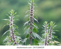 Attēlu rezultāti vaicājumam “Leonurus quinquelobatus”