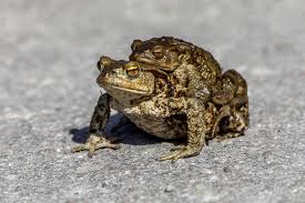 Attēlu rezultāti vaicājumam “Rana temporaria adult”