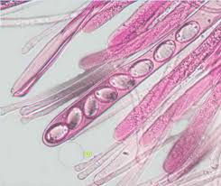 Attēlu rezultāti vaicājumam “Helvella crispa”
