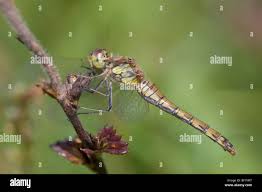 Attēlu rezultāti vaicājumam “Sympetrum sanguineum female”