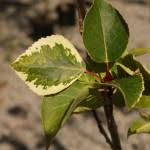 Attēlu rezultāti vaicājumam “Populus x jackii”