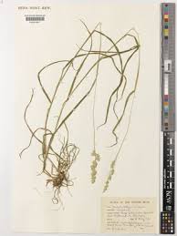 Attēlu rezultāti vaicājumam “Dactylis polygama”