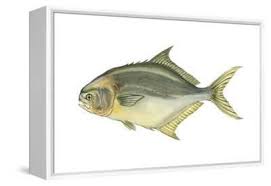 Image result for Trachinotus carolinus