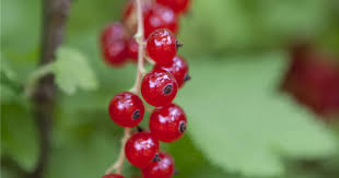 Bildergebnis für rote johannisbeeren