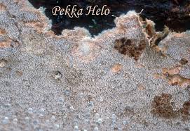 Attēlu rezultāti vaicājumam “Asterodon ferruginosus”