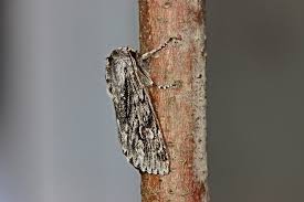 Attēlu rezultāti vaicājumam “Brachionycha nubeculosa”