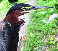 Image result for Butorides virescens