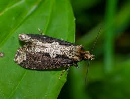 Attēlu rezultāti vaicājumam “Scardia boletella”