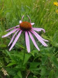 Image result for Echinacea pallida