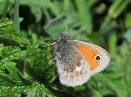 Attēlu rezultāti vaicājumam “Coenonympha pamphilus upperside”