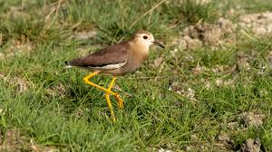 Image result for Vanellus leucurus