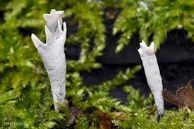 Attēlu rezultāti vaicājumam “Xylaria hypoxylon”