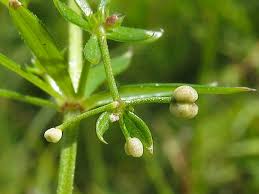 Attēlu rezultāti vaicājumam “Galium uliginosum”