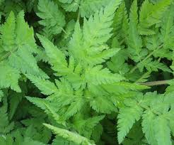 Image result for Myrrhis odorata