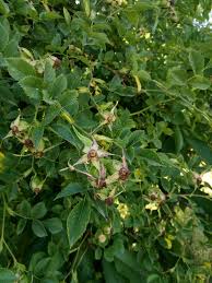 Attēlu rezultāti vaicājumam “Rosa subcanina”