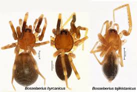 Attēlu rezultāti vaicājumam “Aranei”