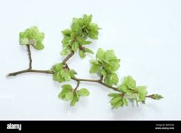 Attēlu rezultāti vaicājumam “Ulmus glabra fruit”