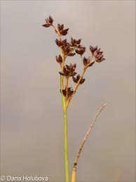 Attēlu rezultāti vaicājumam “Juncus articulatus”