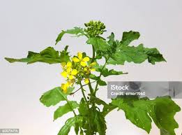 Attēlu rezultāti vaicājumam “Sinapis alba leaf”