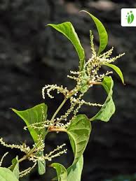 Attēlu rezultāti vaicājumam “Reynoutria sachalinensis flower”