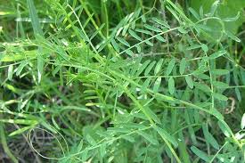 Attēlu rezultāti vaicājumam “Vicia hirsuta flower”