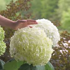 Attēlu rezultāti vaicājumam “Hydrangea arborescens”