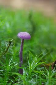 Attēlu rezultāti vaicājumam “Laccaria amethystina”