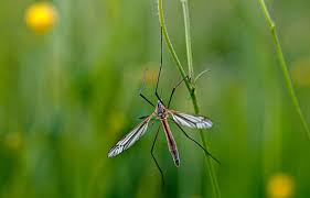 Attēlu rezultāti vaicājumam “Nematocera”