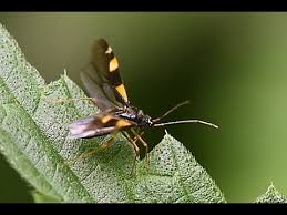 Attēlu rezultāti vaicājumam “Dryophilocoris flavoquadrimaculatus”