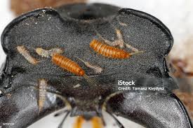 Attēlu rezultāti vaicājumam “Anthrenus sp. larva”