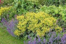 Image result for Frauenmantel