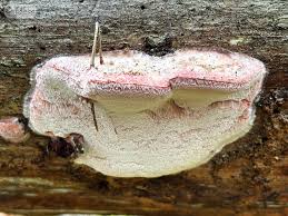 Attēlu rezultāti vaicājumam “Leptoporus mollis”