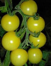 Afbeeldingsresultaat voor hawaiian white cherry tomato