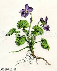 Image result for Veilchen