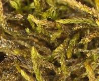 Attēlu rezultāti vaicājumam “Pseudoleskeella nervosa”